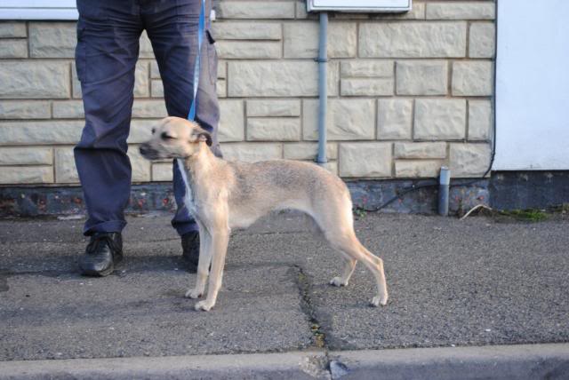 Terrier X Whippet Lurchers Running Dogs The Hunting Life