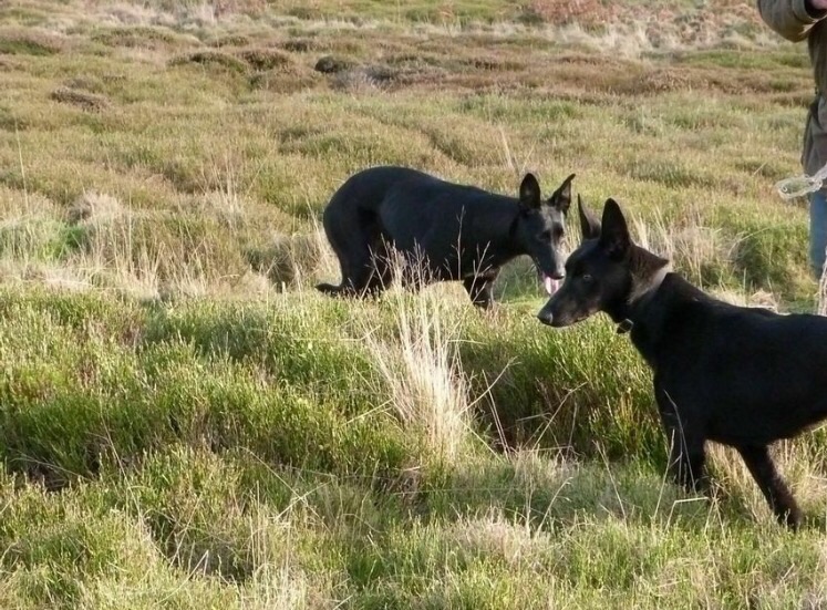 Malinois shop x greyhound