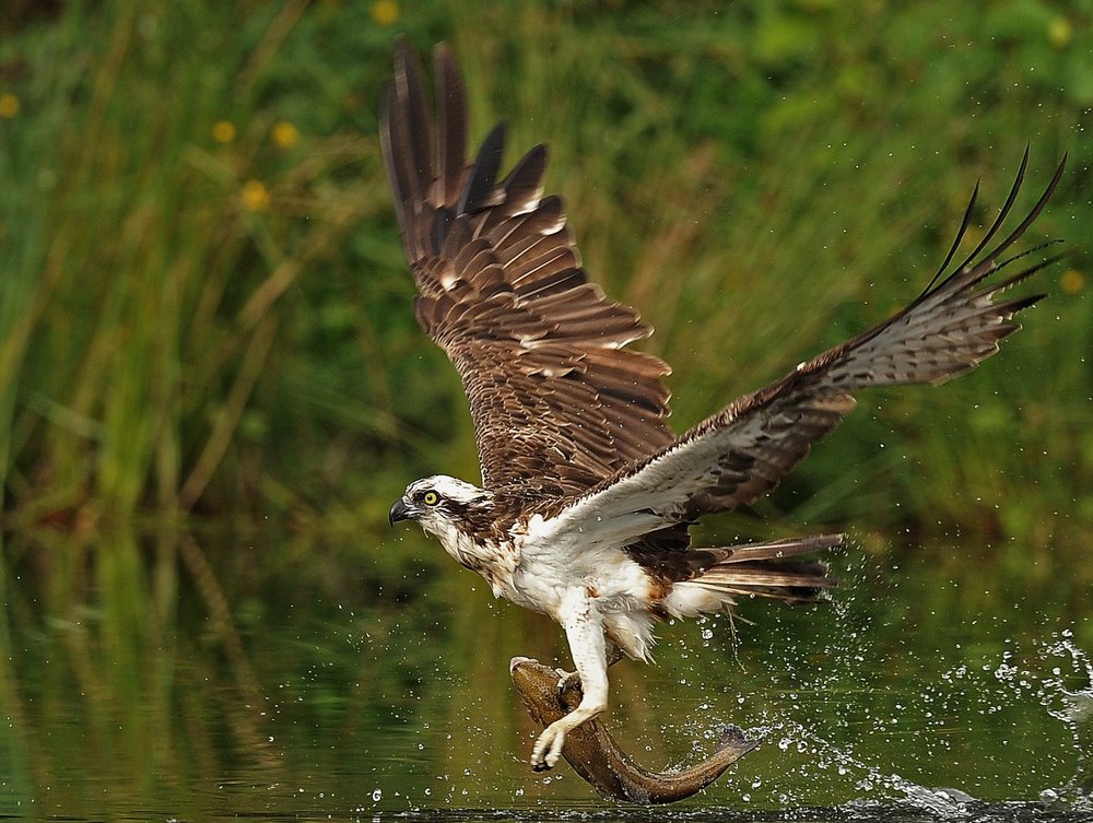 OSPREY AUG 11 - Copy.jpg