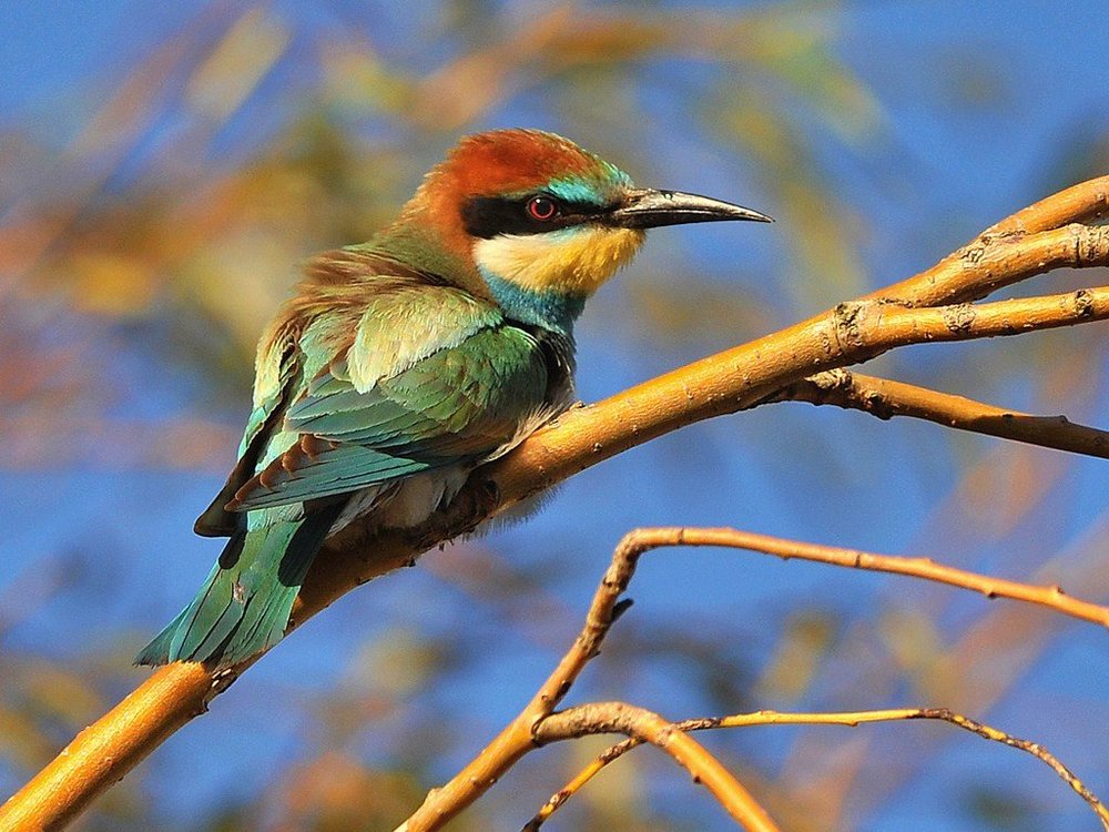 DSC_9615 102Beeeater2012.jpg