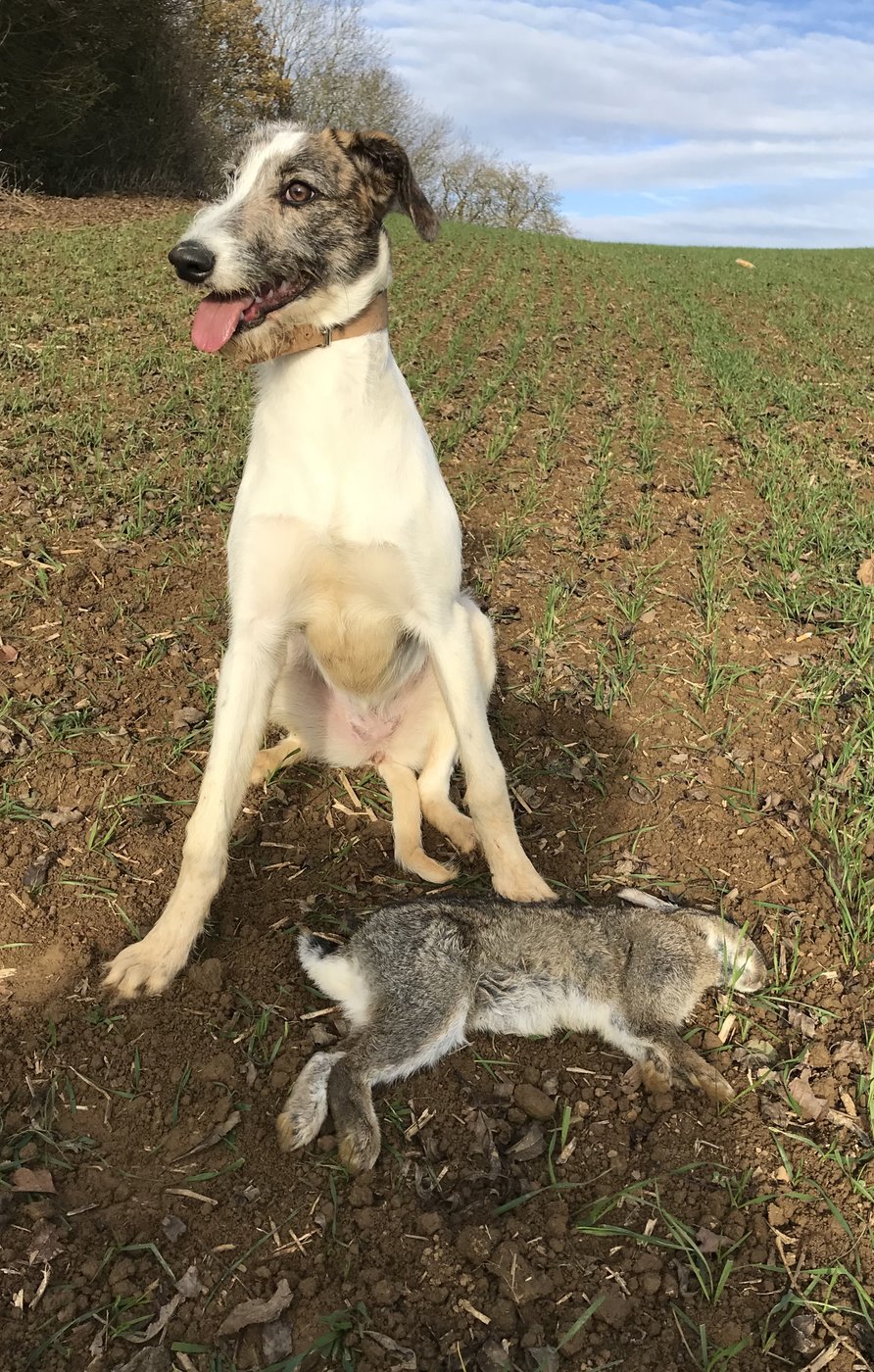 collie whippet cross