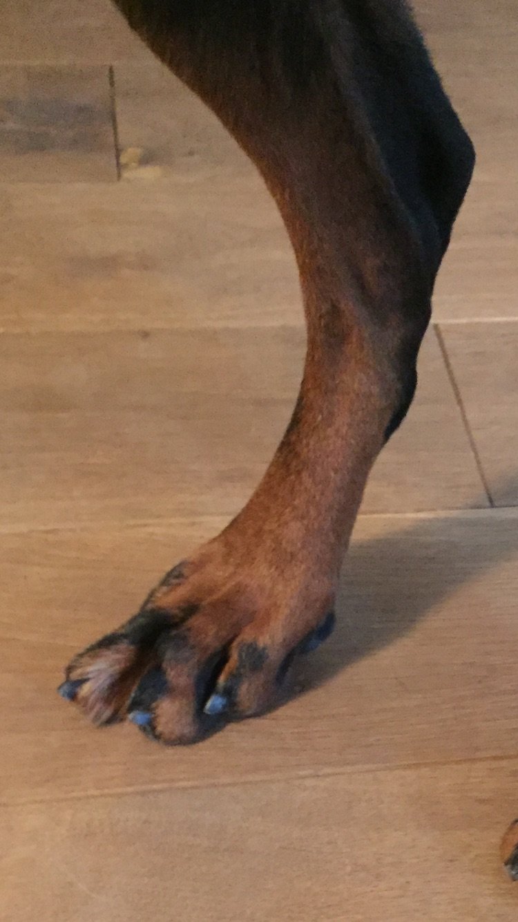 How Do You Treat A Sprained Toe On A Dog