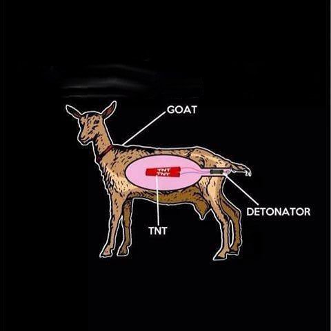 goat.jpg.63b26616d66ef25f0054fa2028041529.jpg