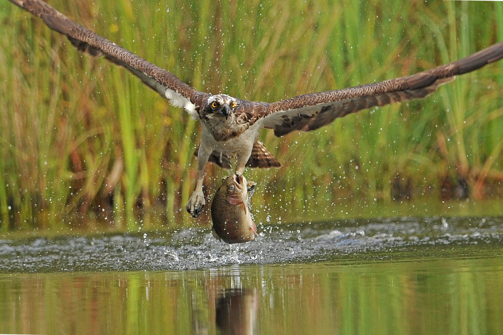 OSPREY AUG 6.jpg