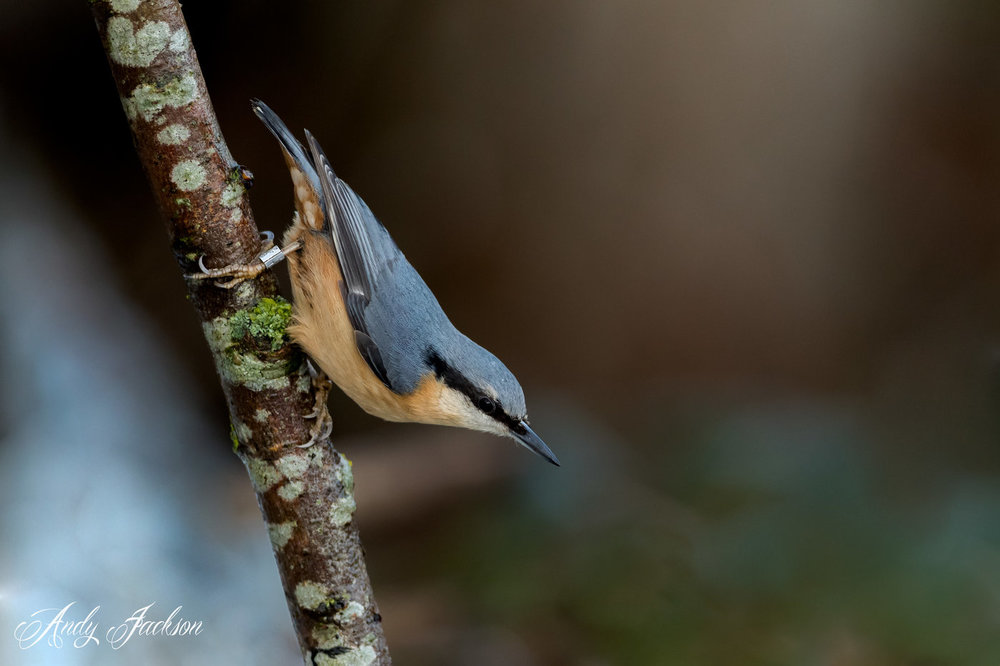 Nuthatch_.jpg