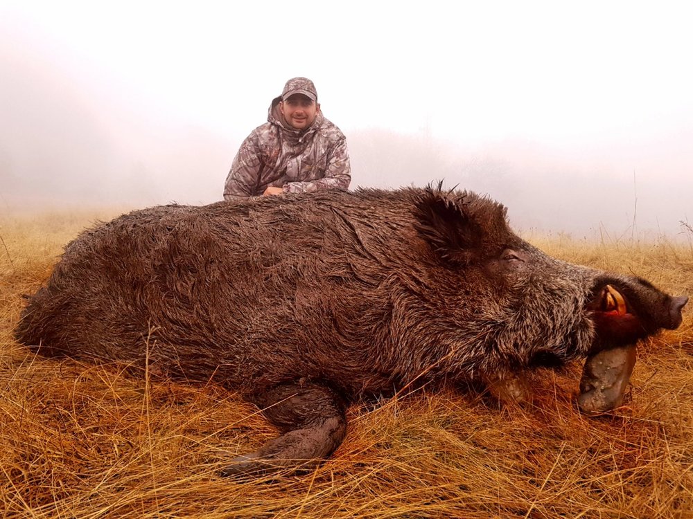Huge wild boar hunting in Bulgaria - 2018 - Big Game Hunting - The
