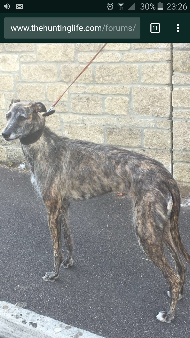 deerhound cross for sale