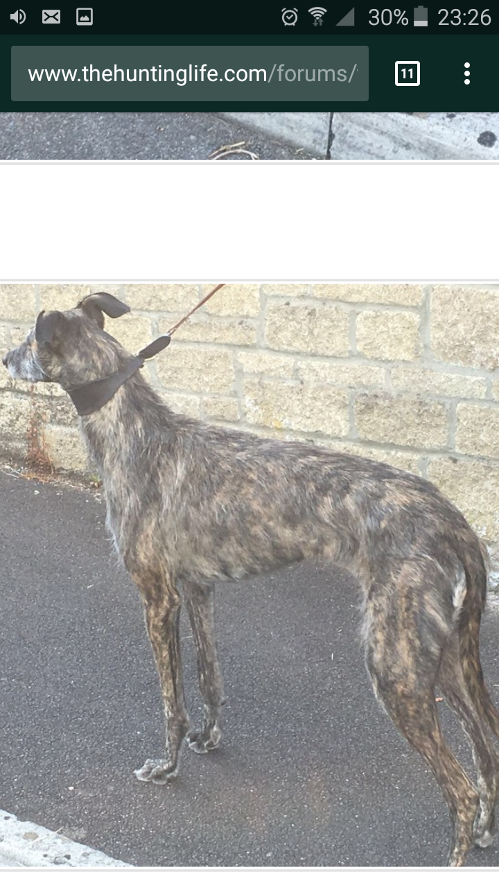 deerhound cross for sale