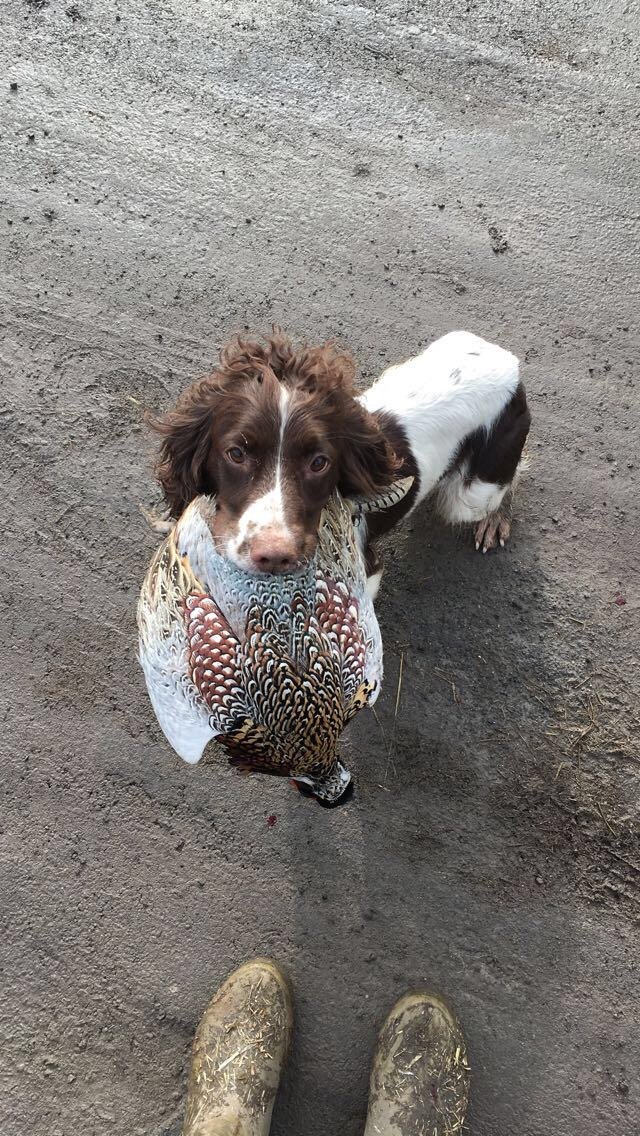 9 month old springer spaniel