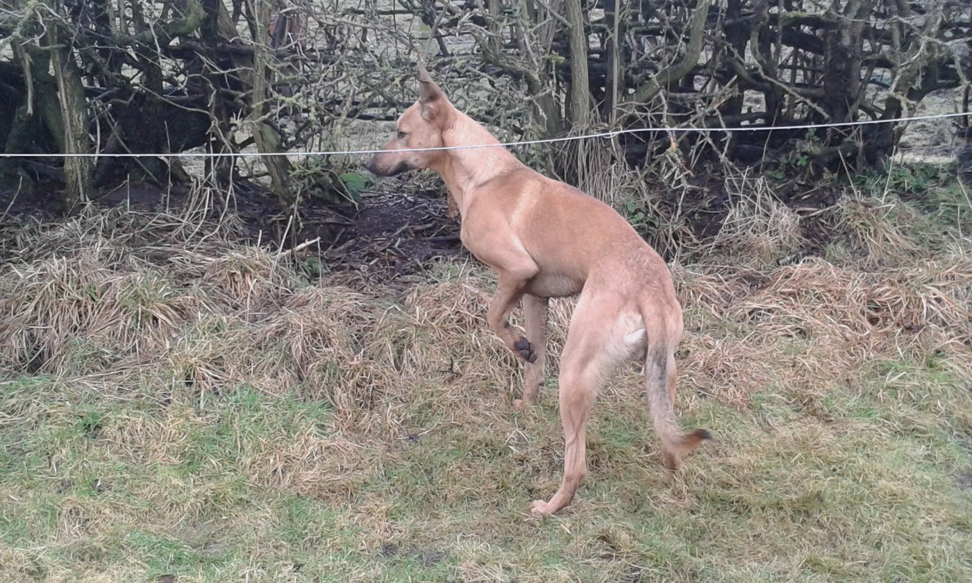 malinois lurcher