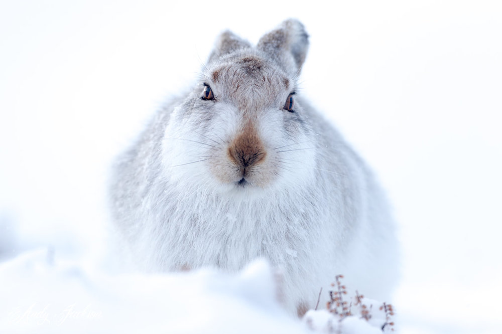 13-02-2018 mountain hare 2.jpg