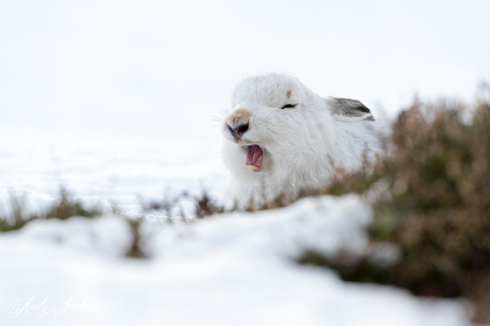 20-02-2018 mountain hare 4.jpg