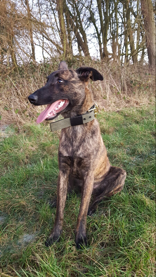 malinois lurcher