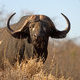 Africa Expectation Safaris