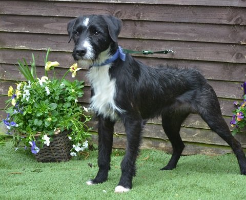 Patterdale store lurcher cross