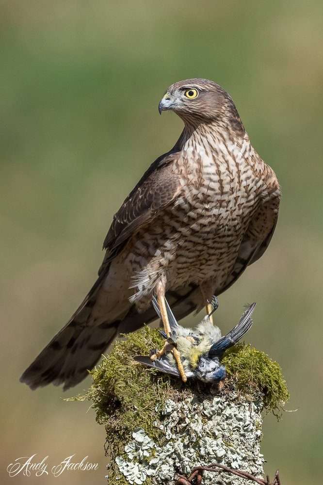 22-04-2018 female sparowhawk 1.jpg