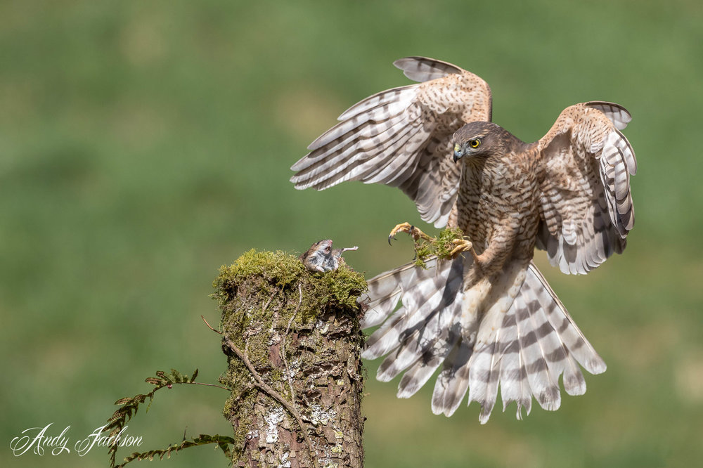 22-04-2018 female sparowhawk 3.jpg