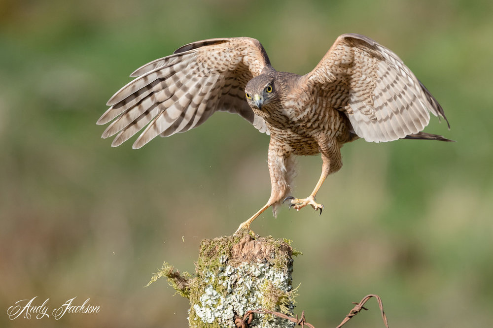 22-04-2018 female sparowhawk 6.jpg