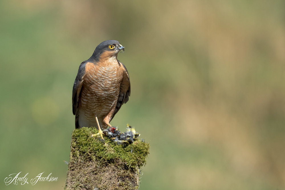 22-04-2018 male sparrowhawk 3.jpg