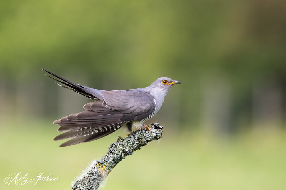 27-05-2018 cuckoo 5.jpg