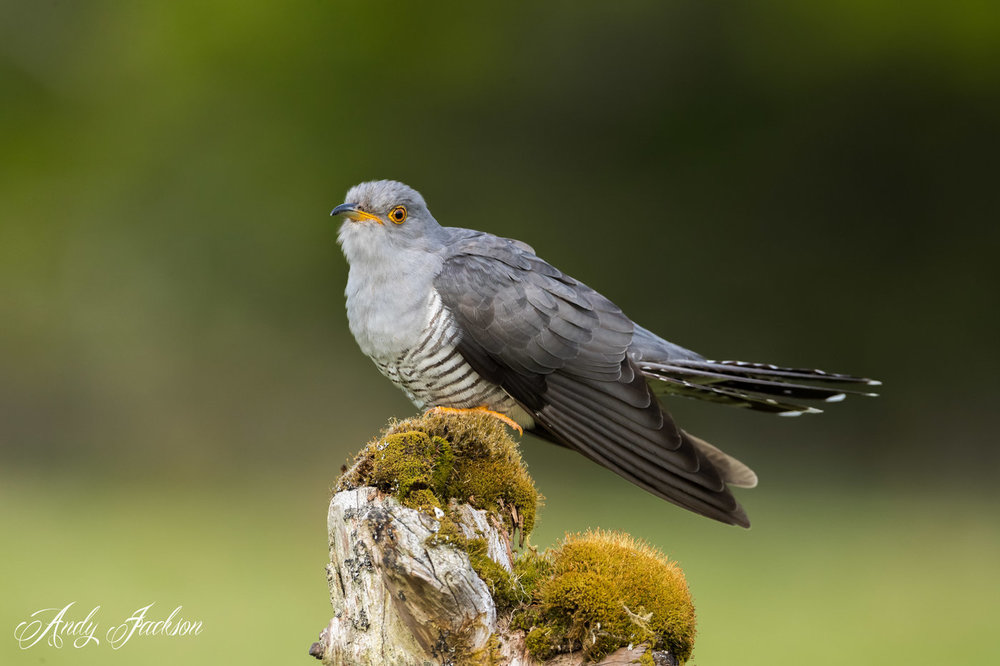 20-05-2018 Cuckoo 2.jpg