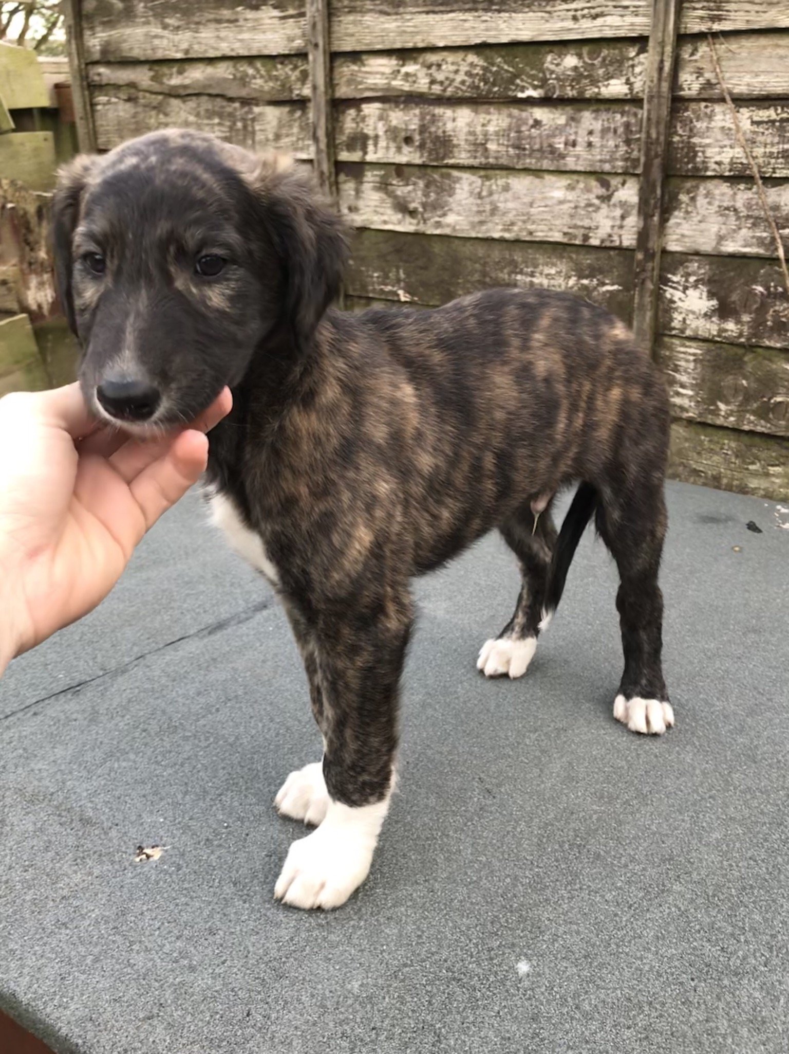 lurcher puppies for sale