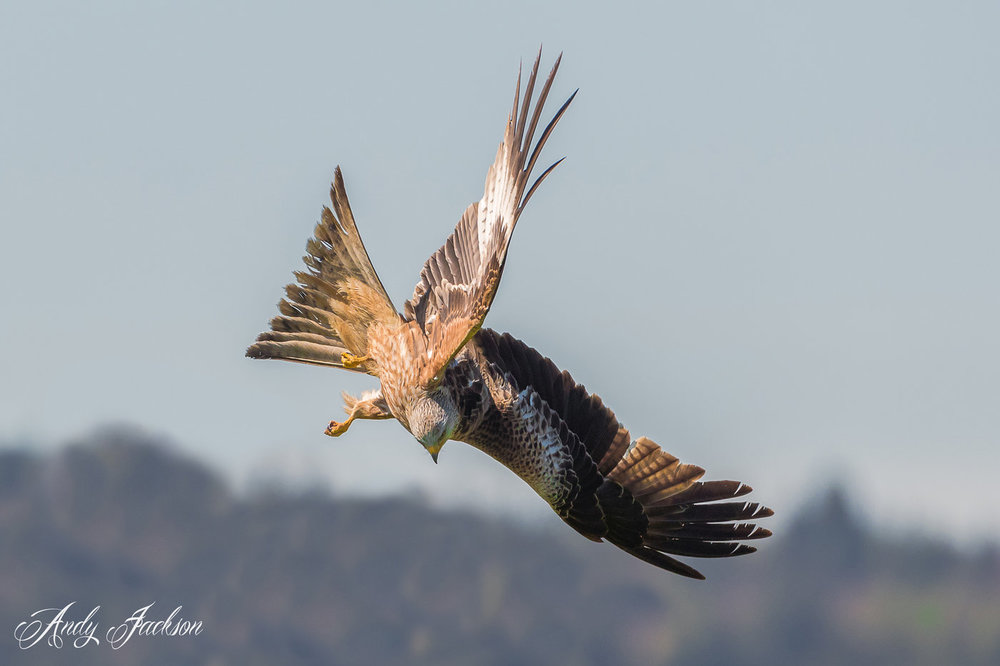 07-05-2018 red kite 1a.jpg