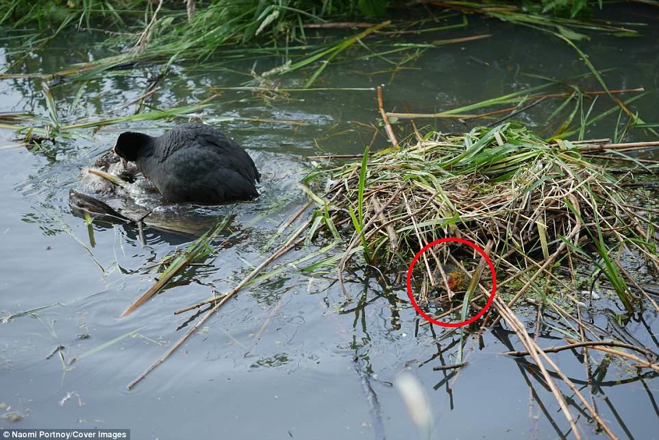 4CC5EDE500000578-5790711-The_coot_s_chicks_can_be_seen_watching_on_from_just_a_foot_away_-a-4_1527768402373.jpg