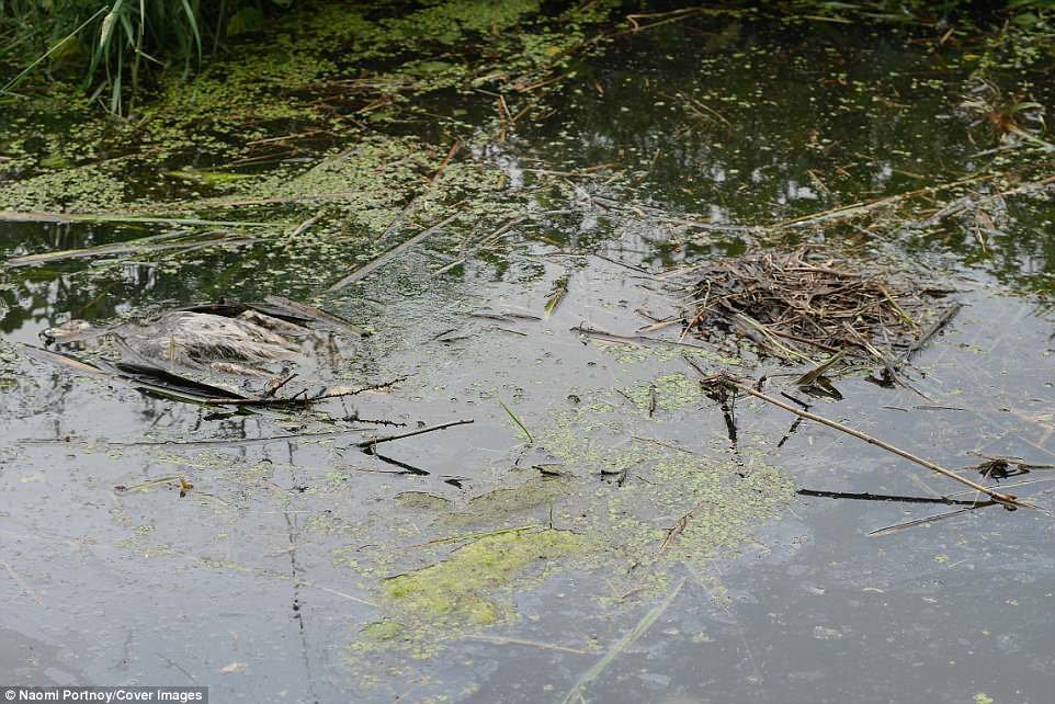 4CC5EE0E00000578-5790711-The_lifeless_body_of_the_stricken_buzzard_can_be_seen_floating_i-a-5_1527768402494.jpg