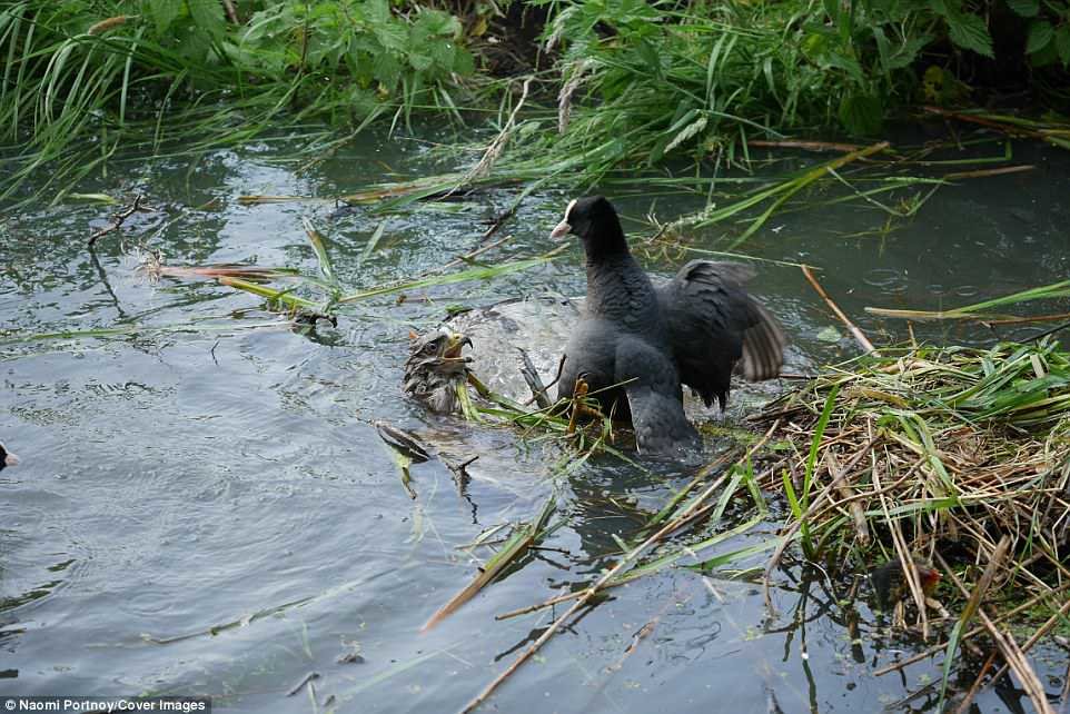 4CC5EE2600000578-5790711-The_buzzard_being_attacked_by_the_enraged_coot_with_a_horrified_-a-6_1527768402523.jpg
