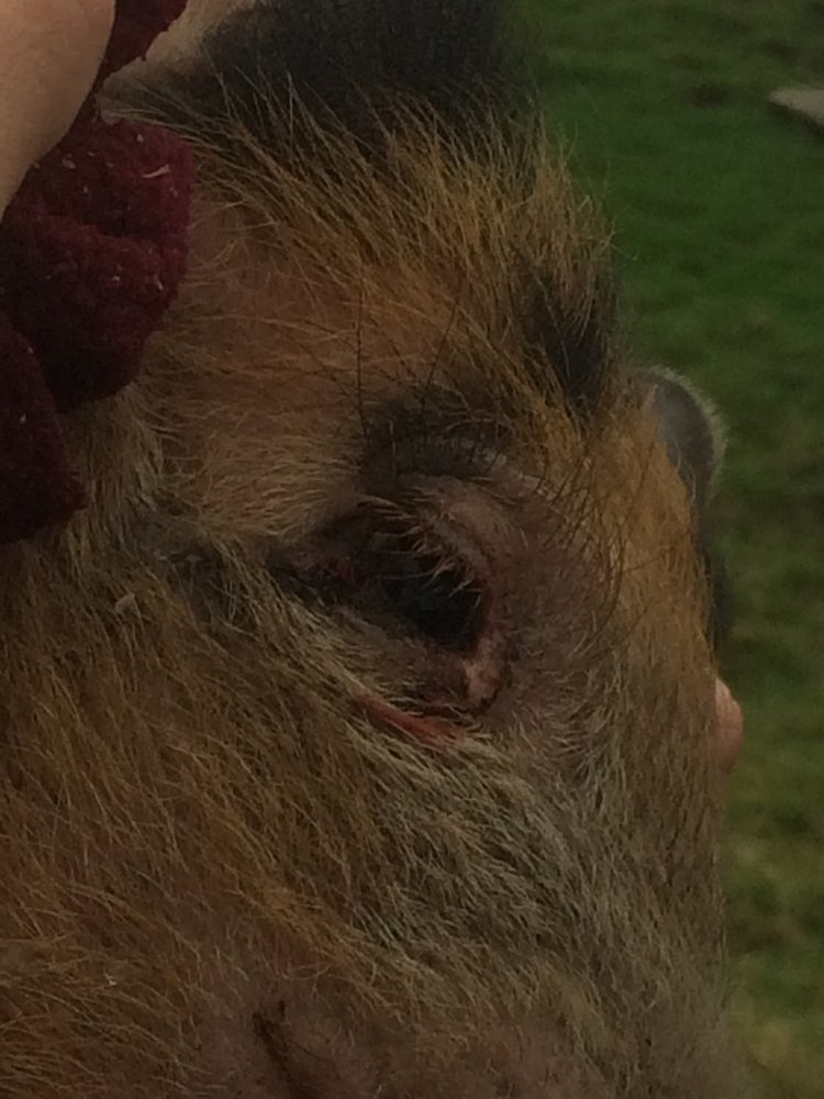 Pig Sore Eye .JPG