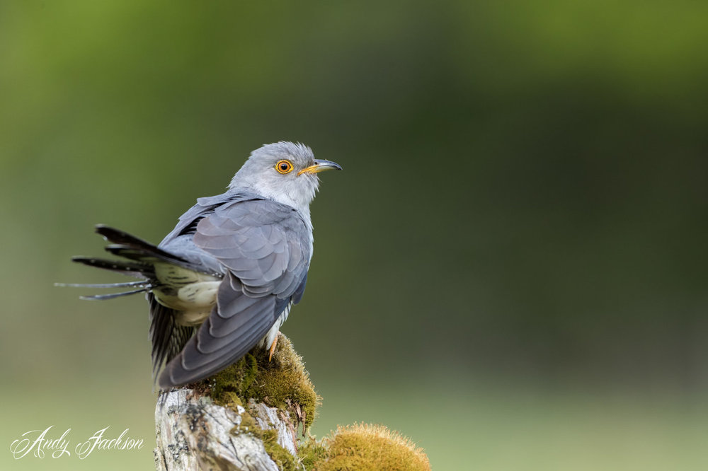 20-05-2018 cuckoo 7.jpg