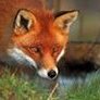 dave fox
