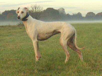 Lurcher pups