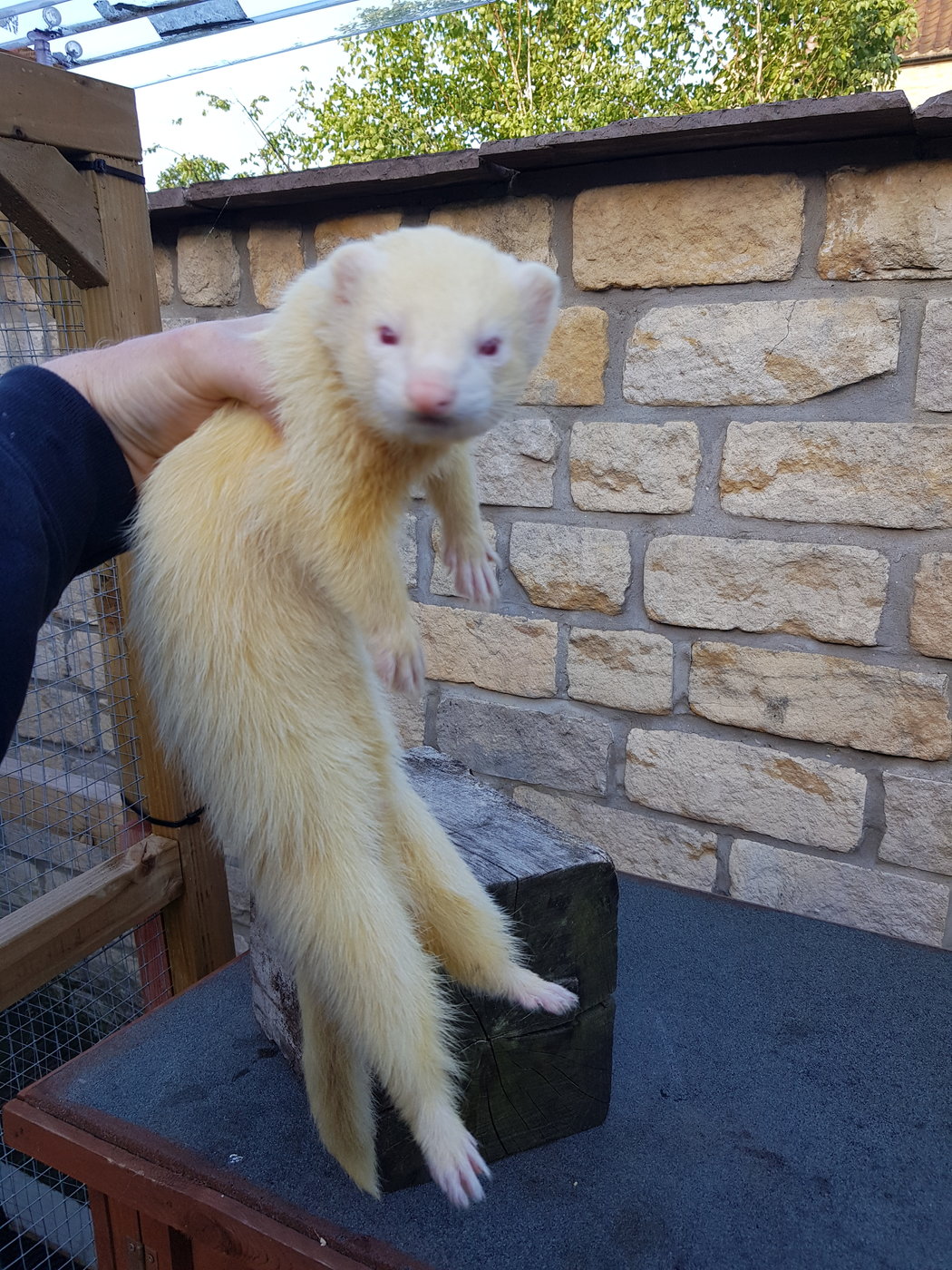 Ferret Kits Near Malton, North Yorkshire Ferreting Equipment The Hunting Life