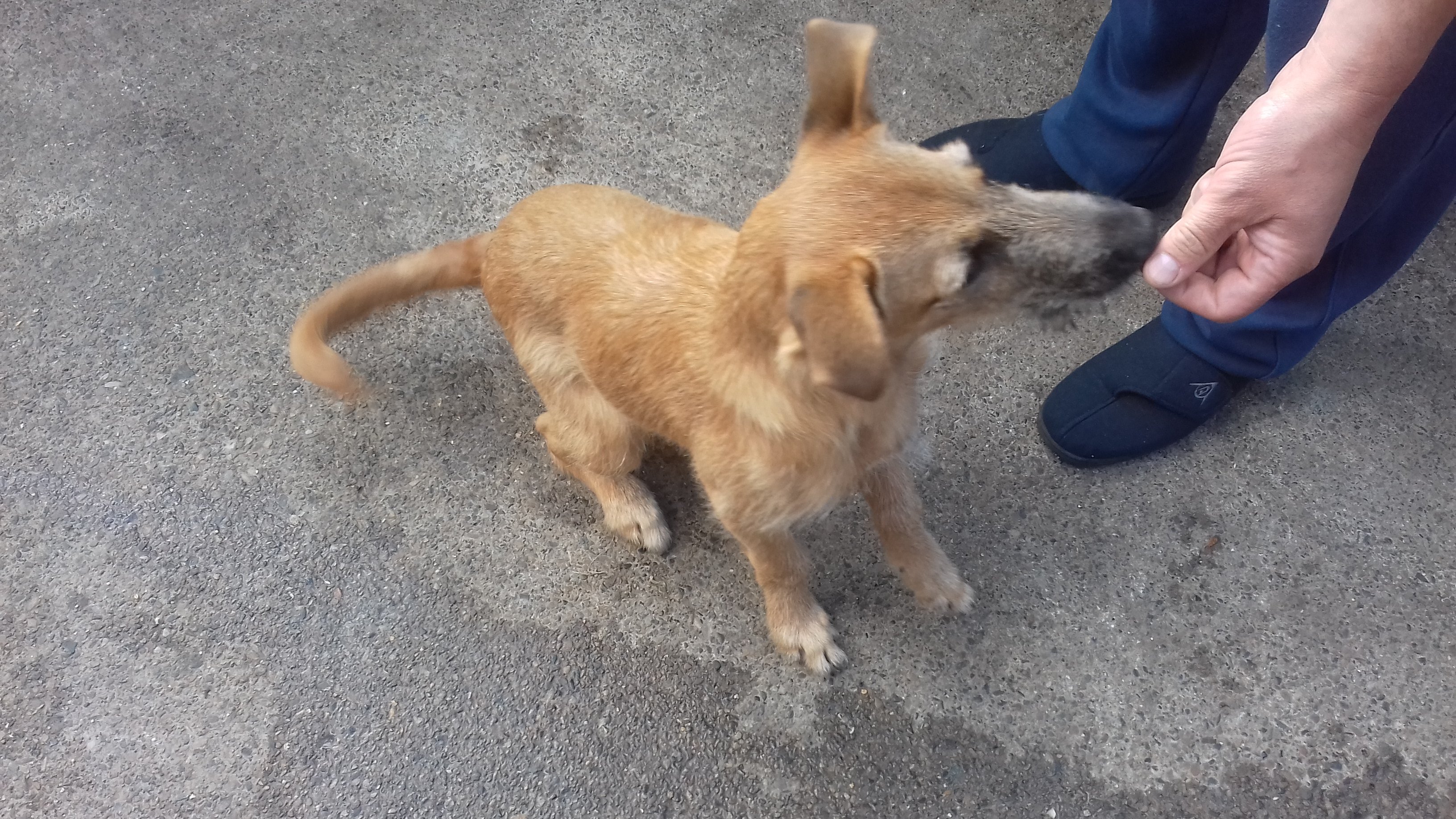 Deerhound greyhound saluki greyhound