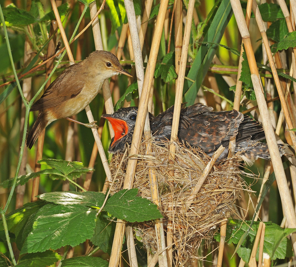 cuckoo chick 18.jpg