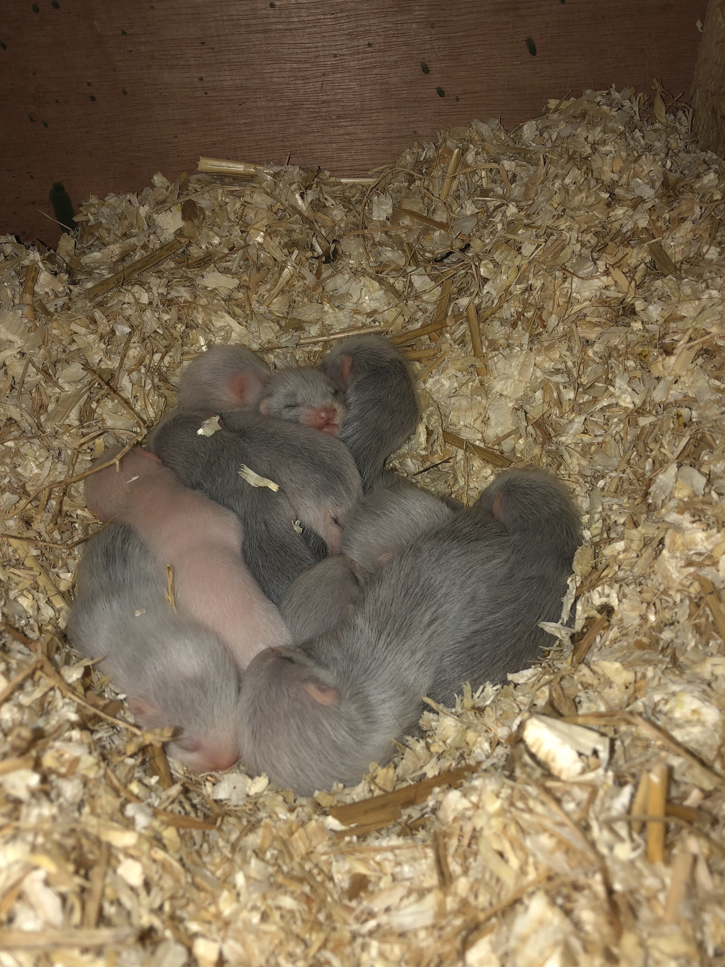 Ferret kits