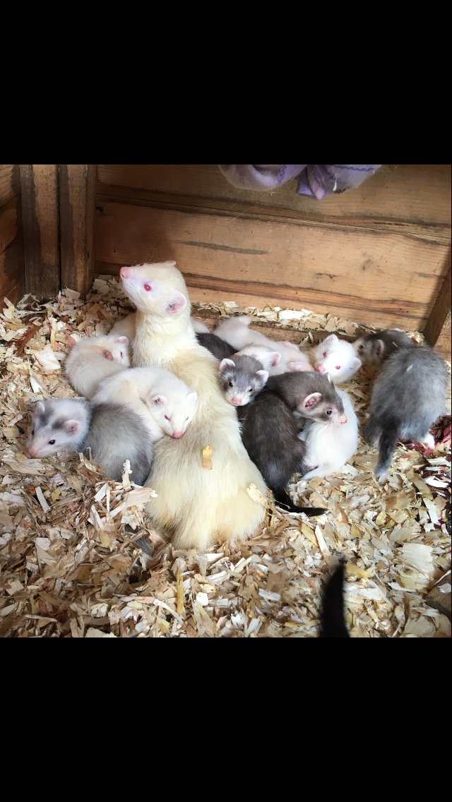 Ferret kits