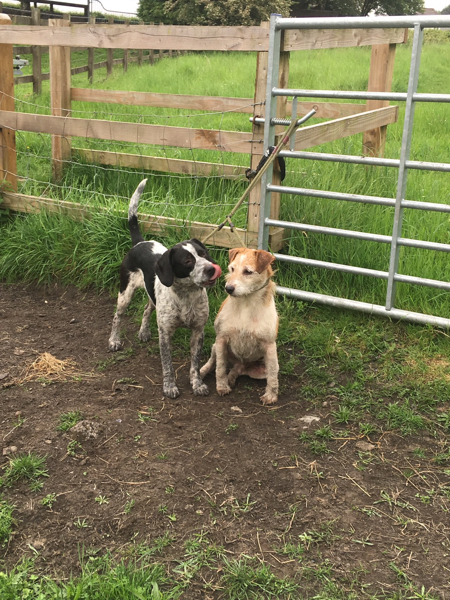 Beagle cocker x Beagle Russell