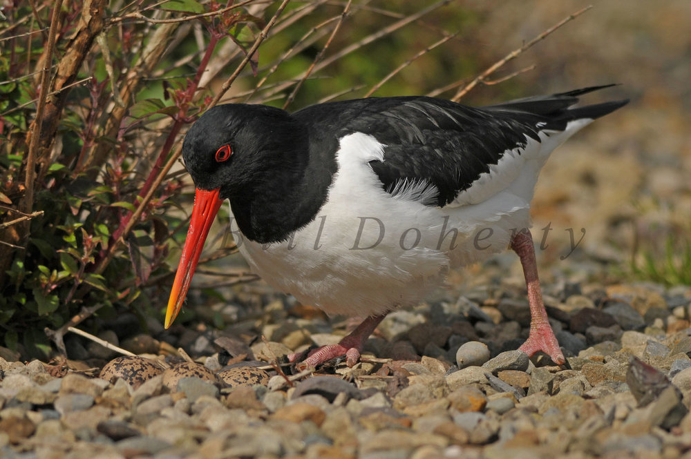 OYSTERCATCHER 1 WM 1.jpg