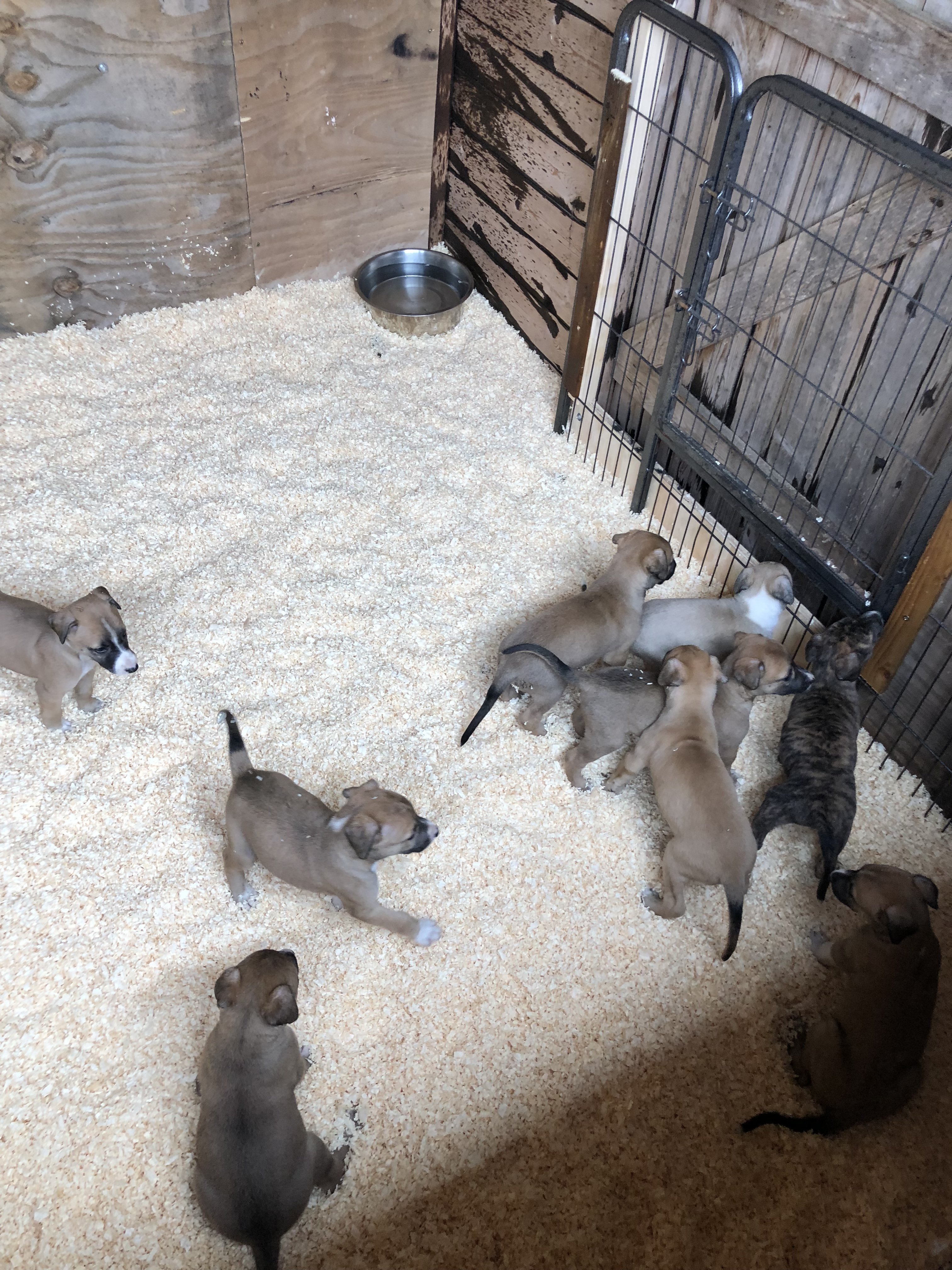 Lurcher pups