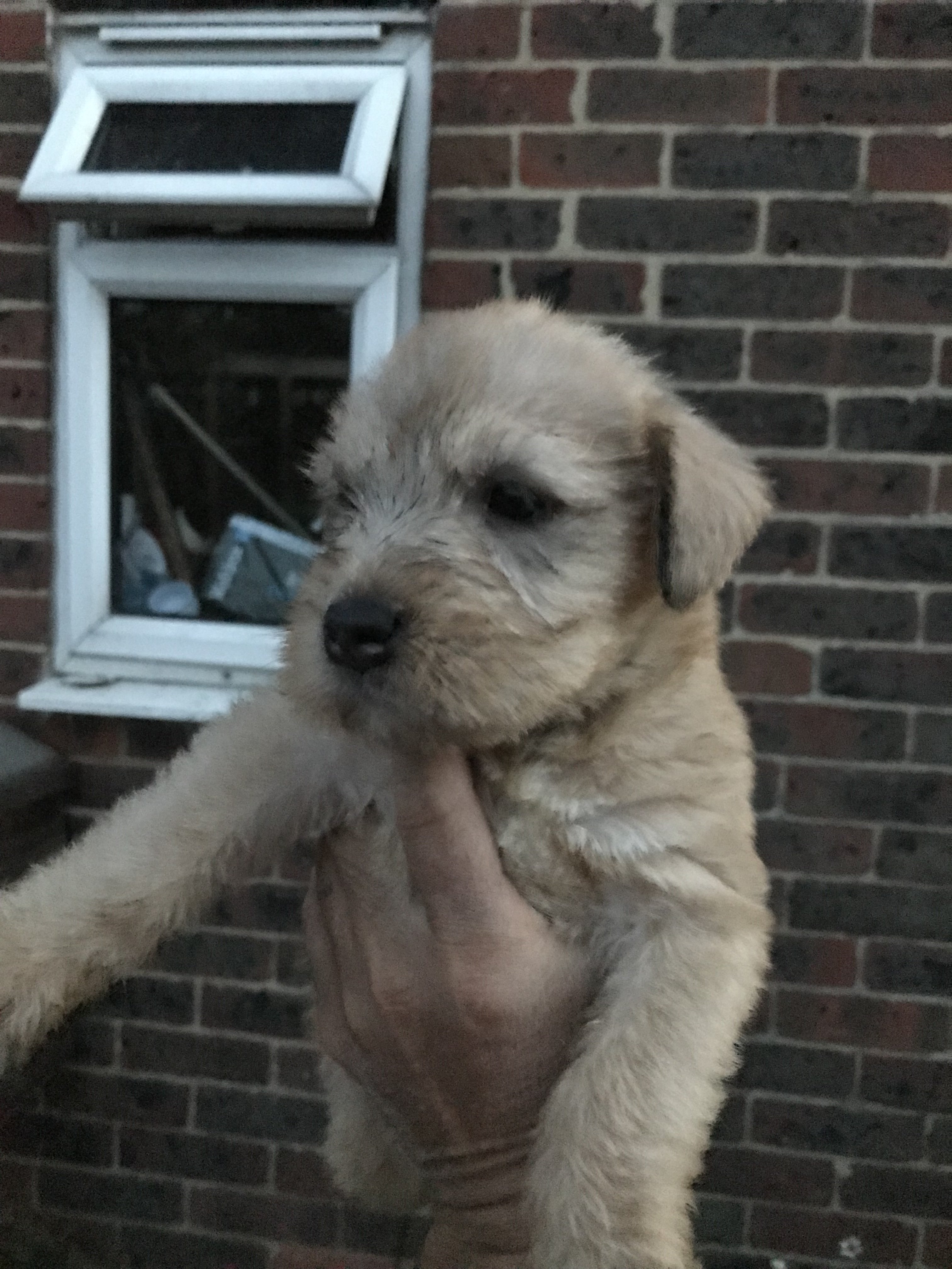 Wheaten pups