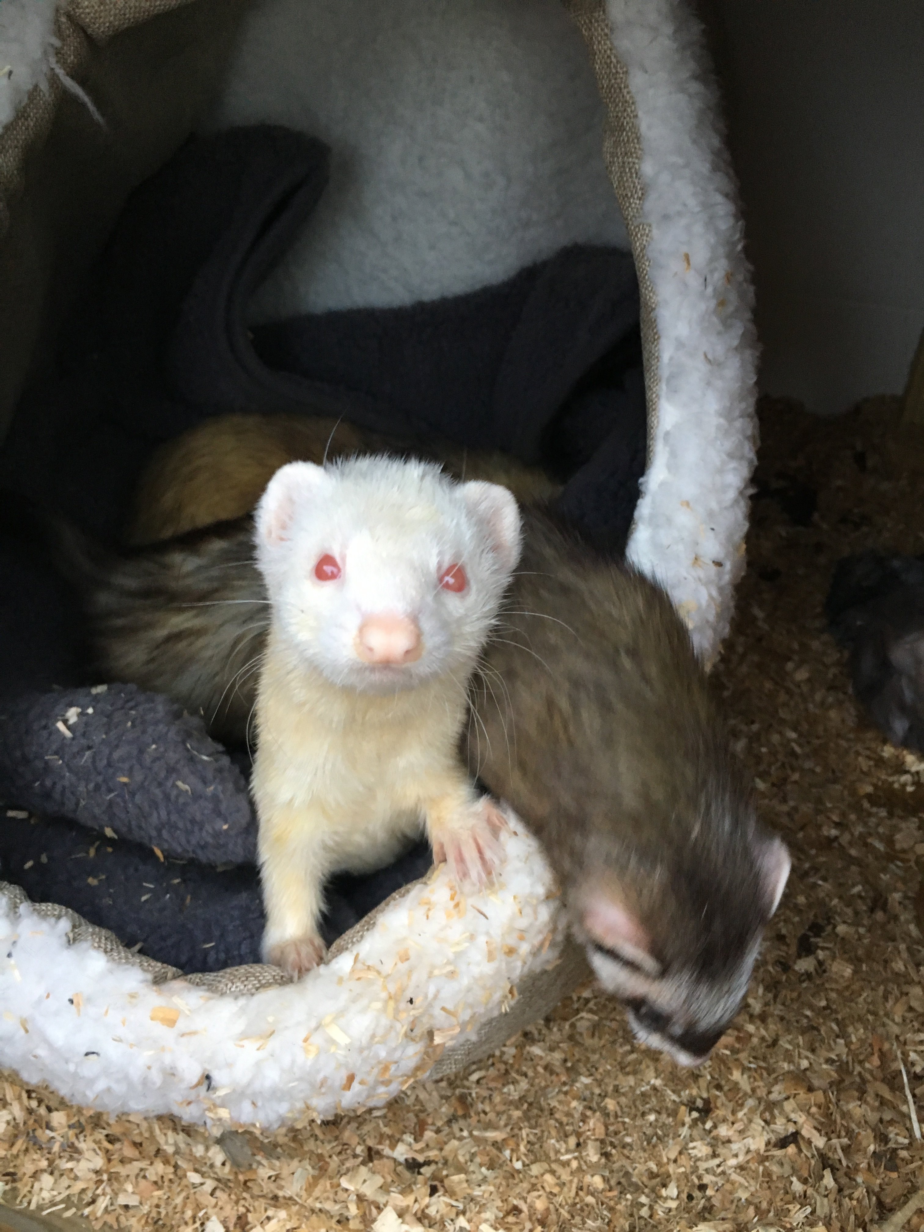 Ferret kits