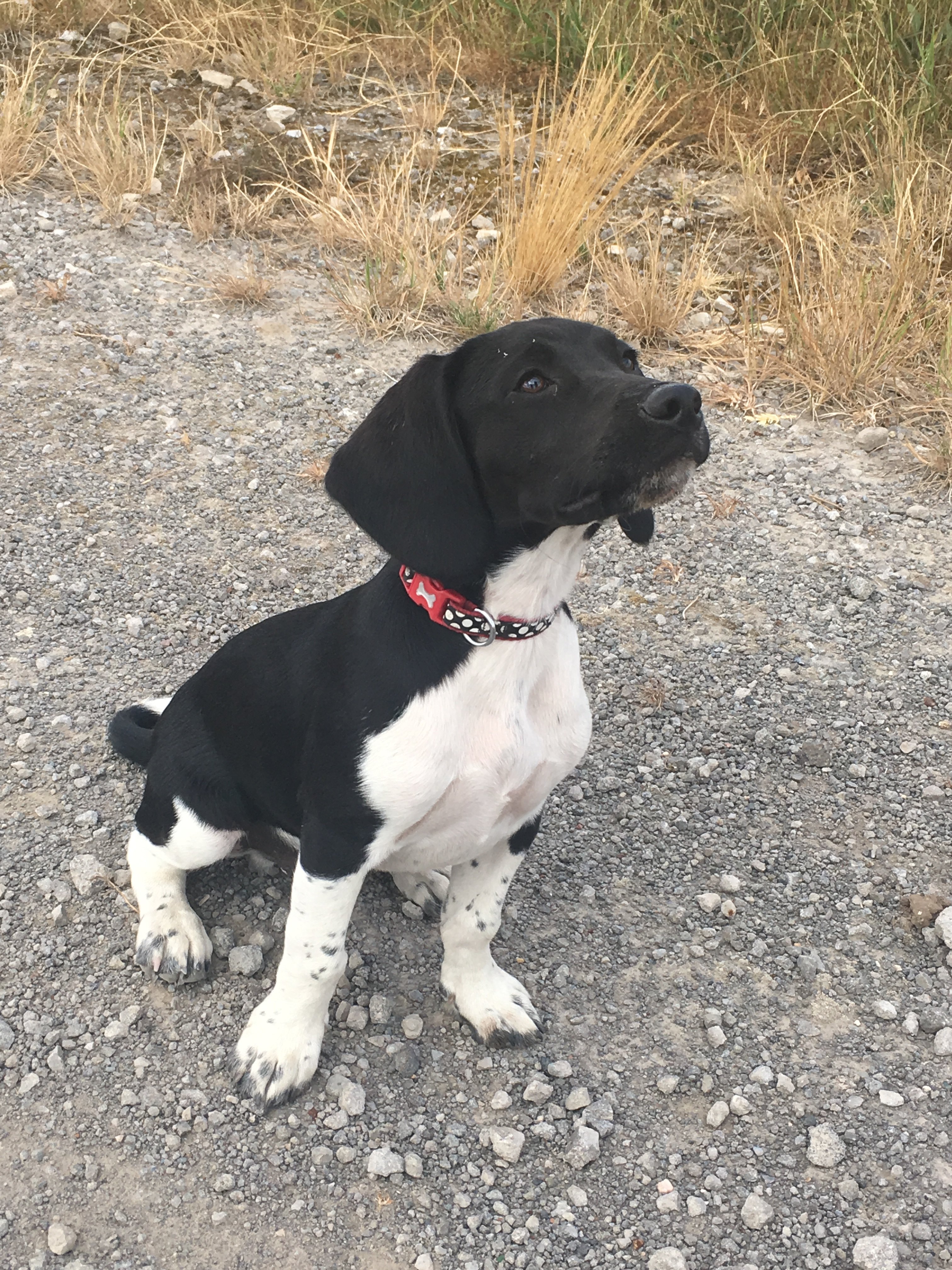 Beagle spaniel pup