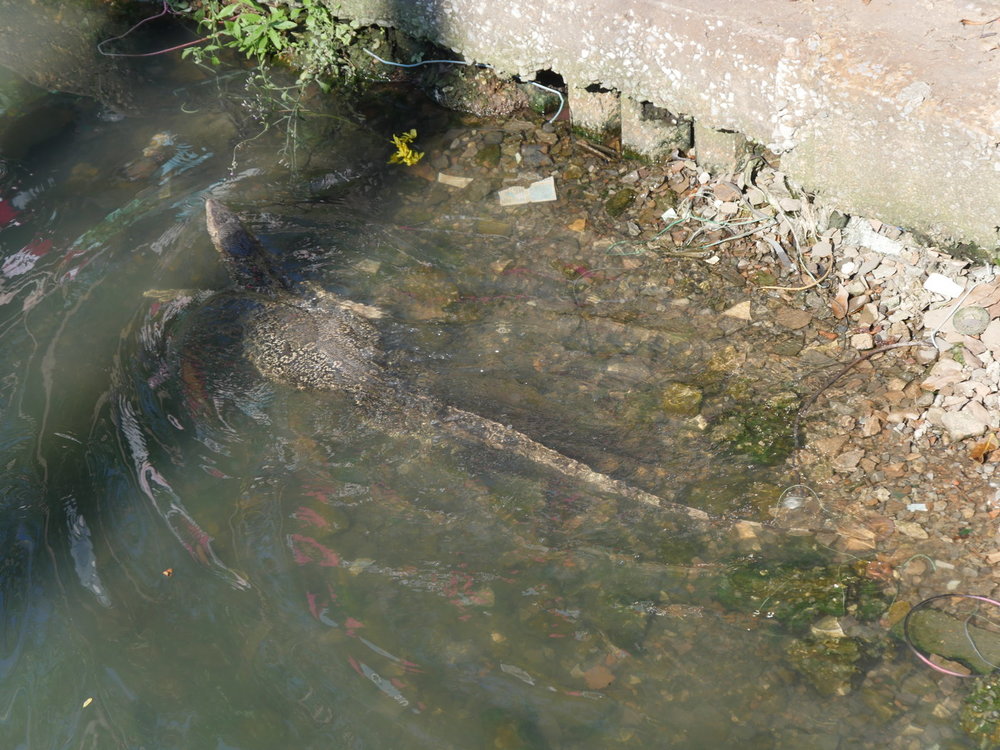 P1000525.JPG