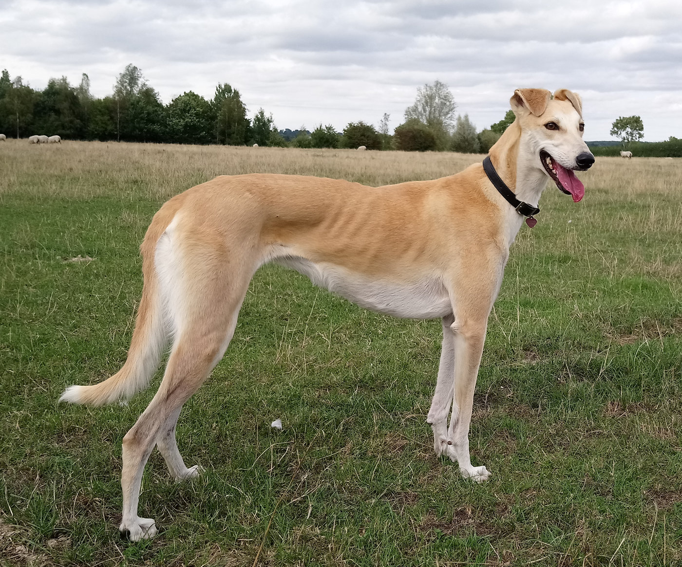 Lurcher store raw diet