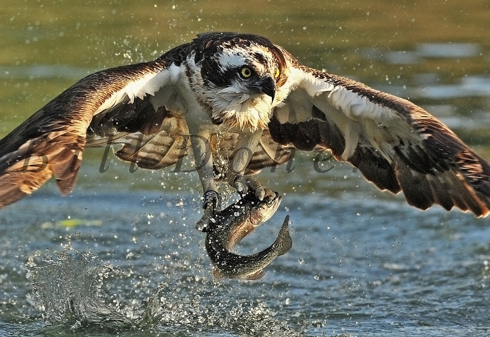 osprey crop 1.jpg