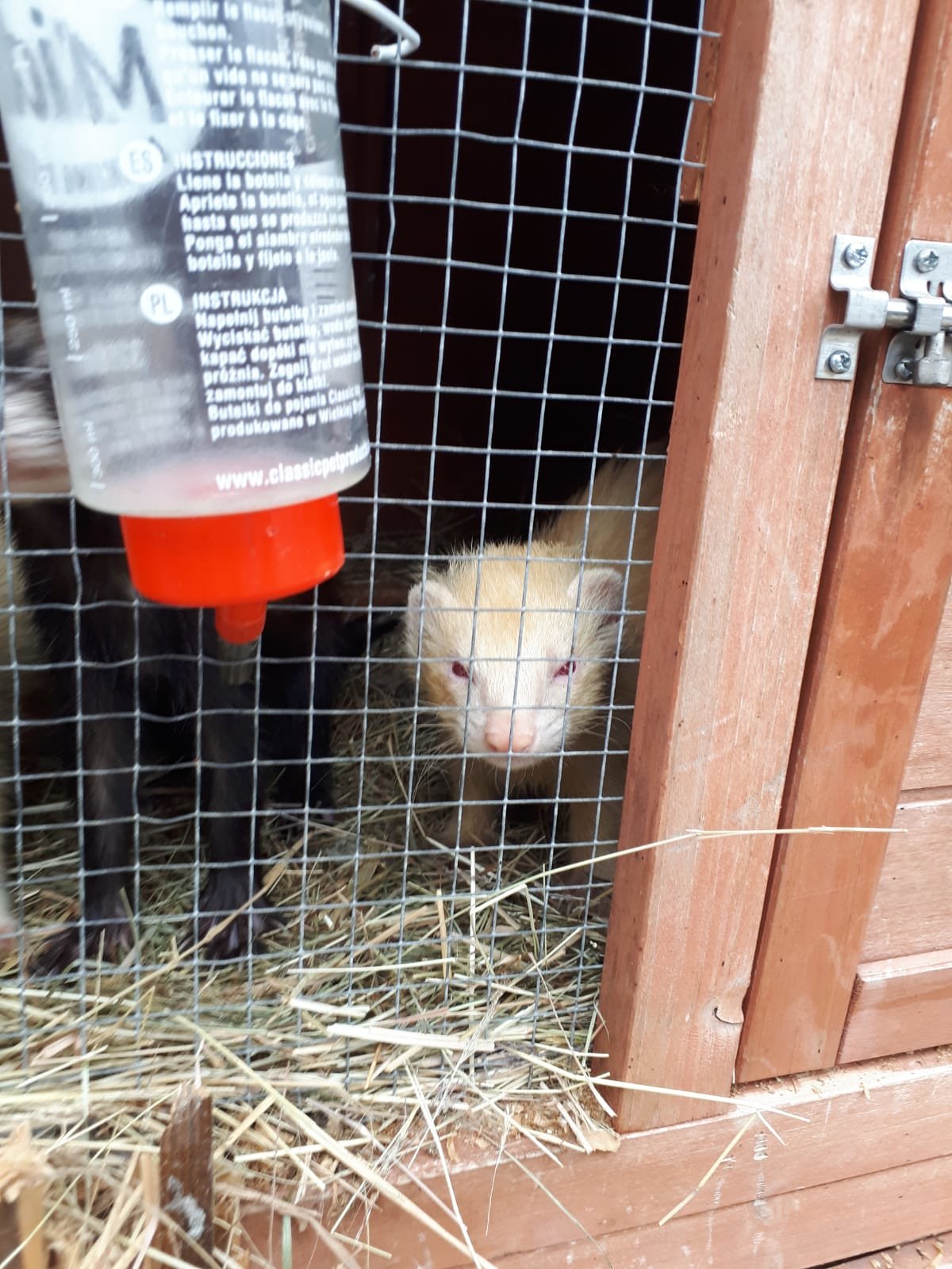 Ferret wanted Surrey