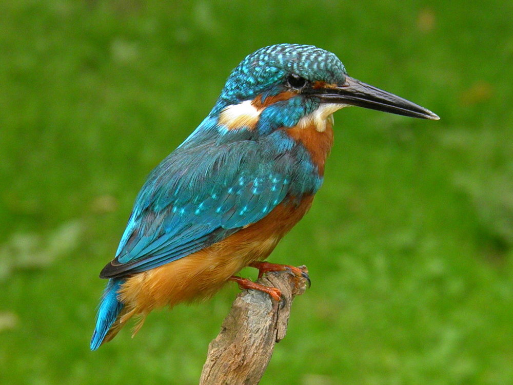 P7250007.JPG